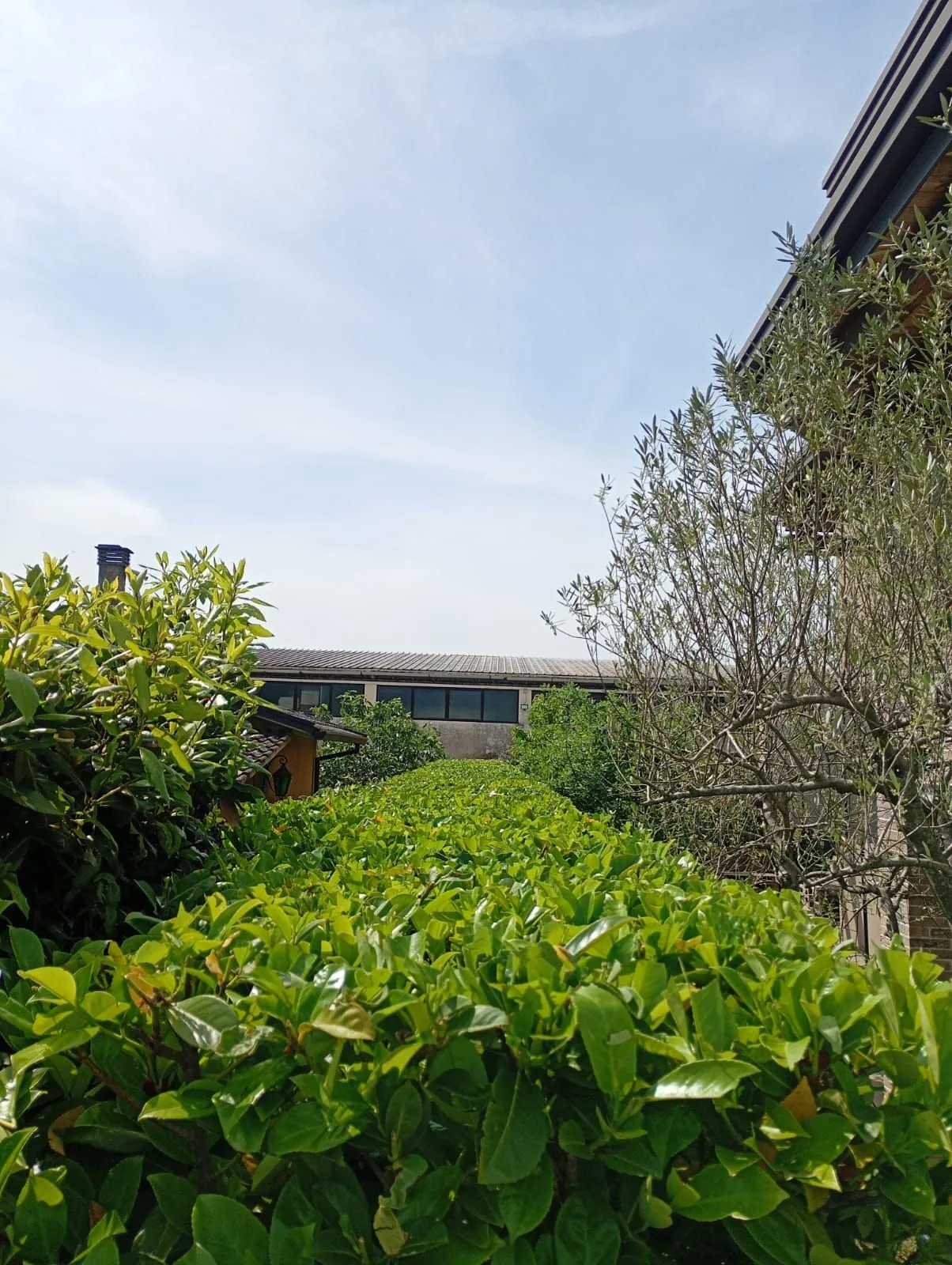 Lavoro di Perfect Garden: siepe di lauro