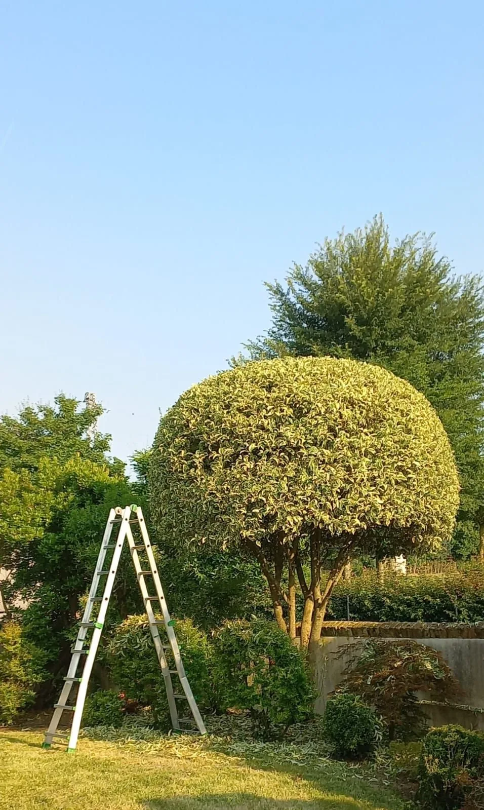 Lavoro di Perfect Garden: potatura a sfera