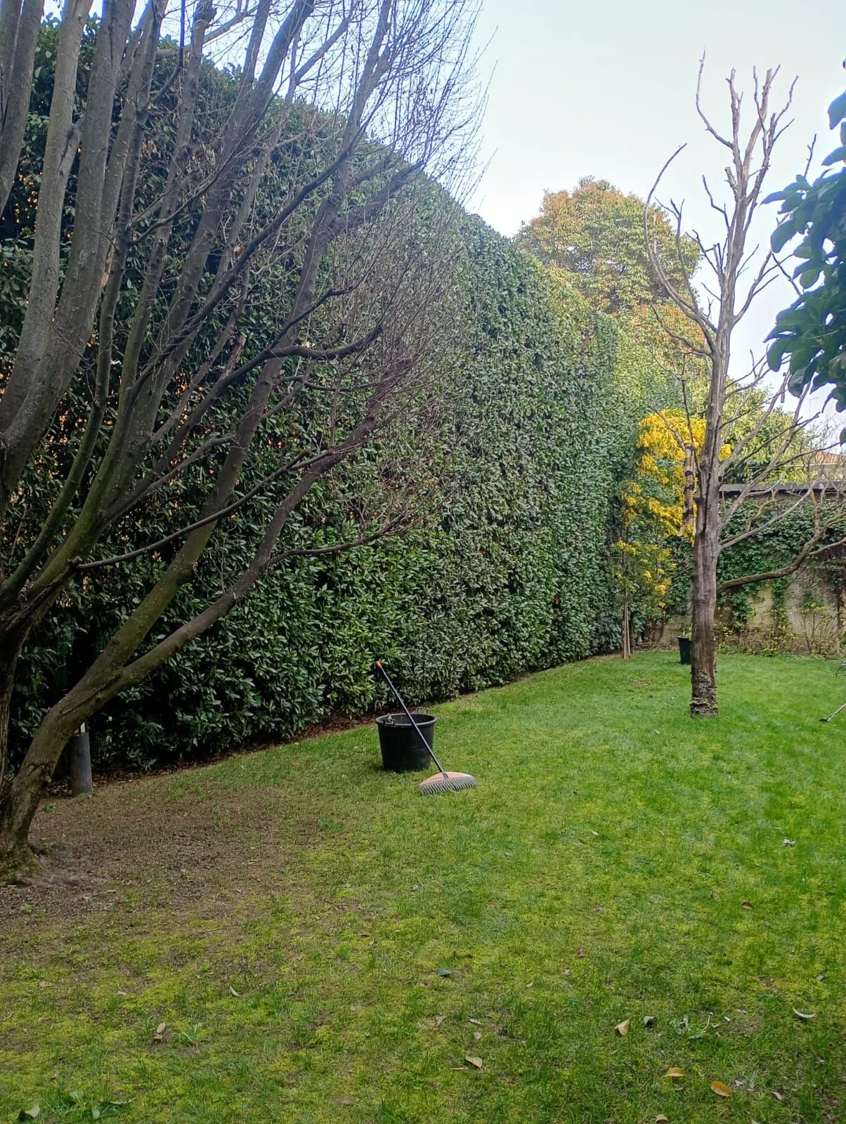 Lavoro di Perfect Garden: siepe alta e prato